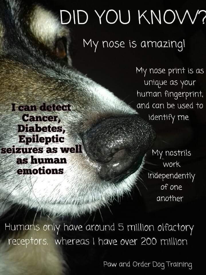 Dogs are amazing...jpg